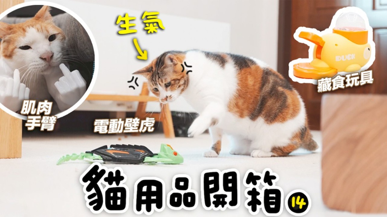 #貓用品開箱 【小花被電動壁虎嚇到！還見笑轉生氣！】志銘與狸貓