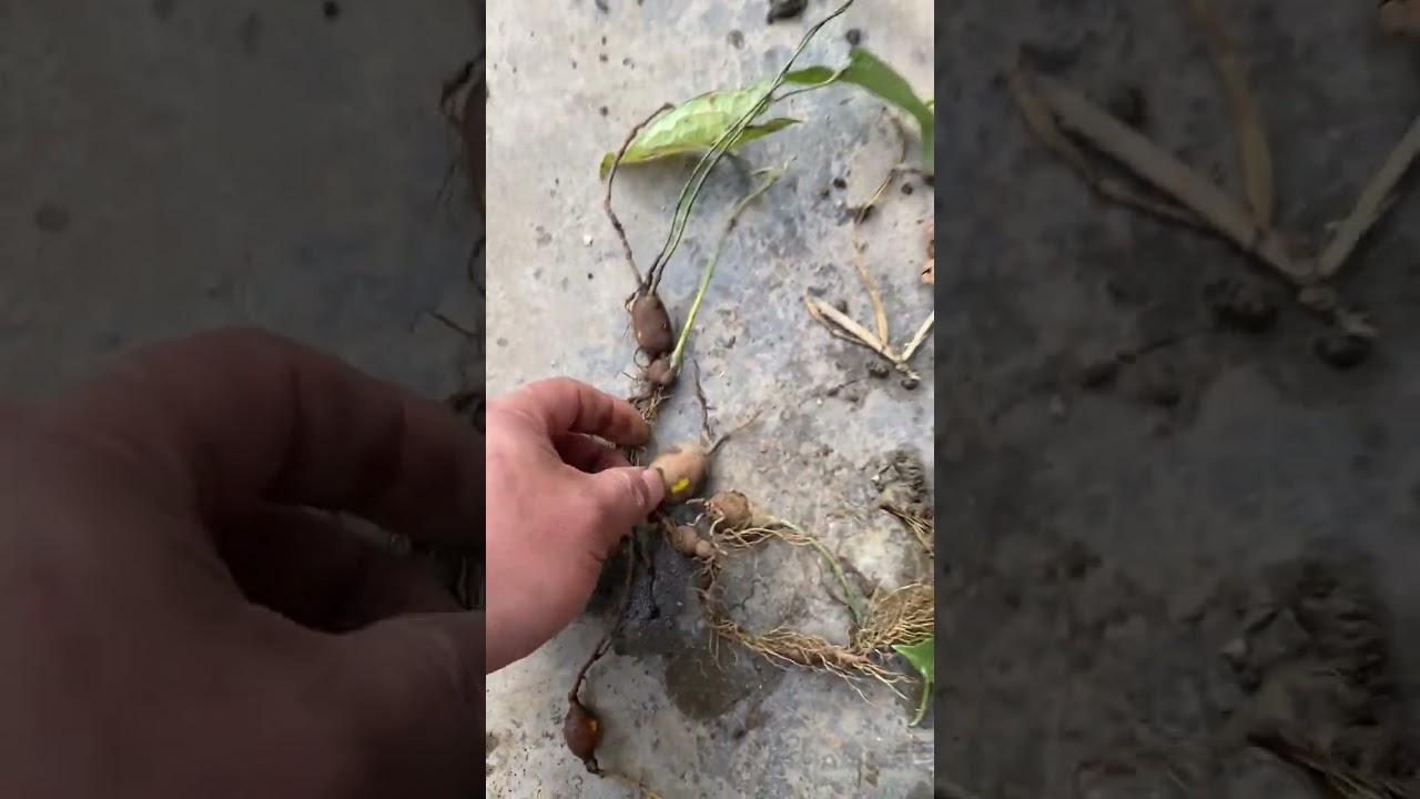 水慈姑 与 山慈姑  您分得清楚了吗&hellip;&hellip; #植物 #分享 #生活 #科普 #记录生活
