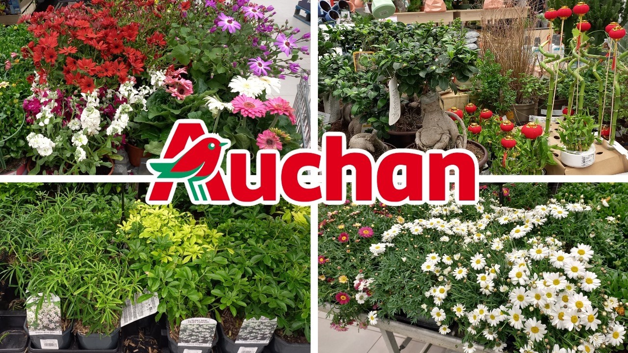 Arrivage plantes Auchan - 09 Mars 2026