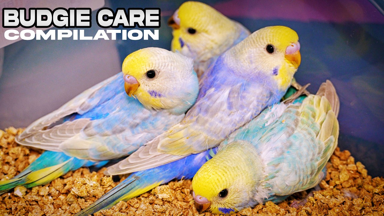 Budgie Care Tips:  Essential Hacks for Food and Health