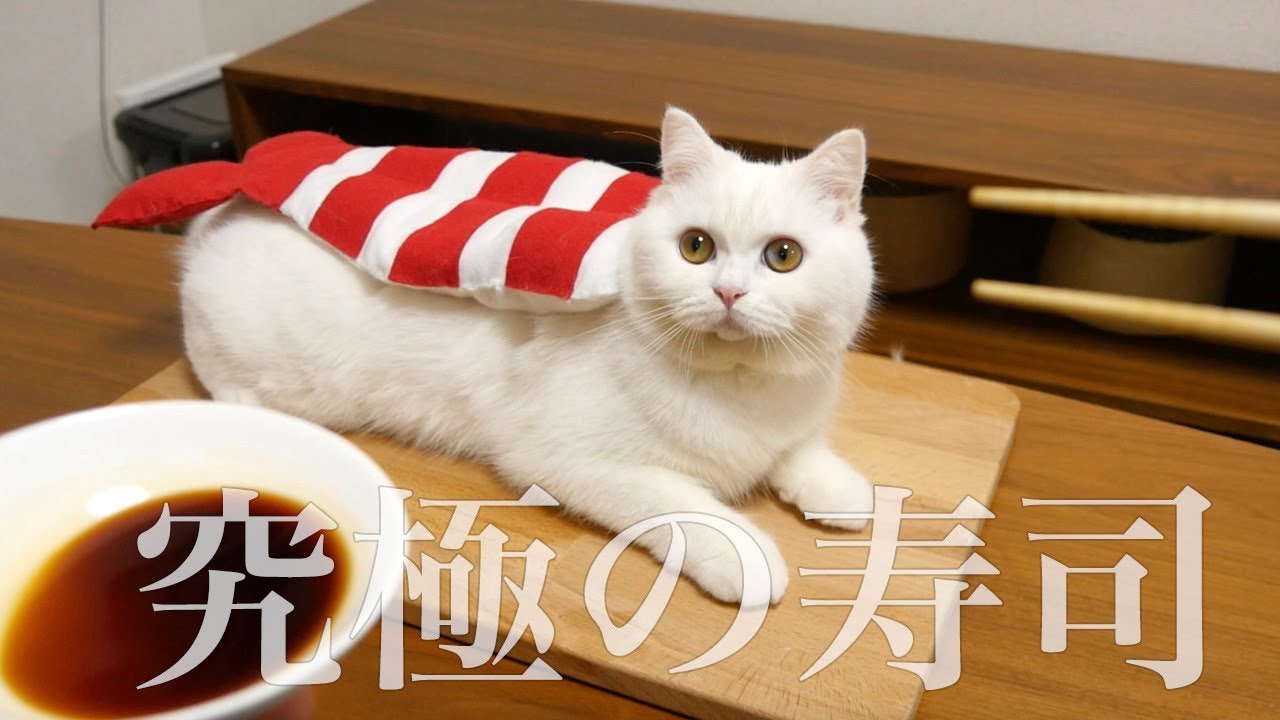【飯テロ】究極のねこ寿司を本気で作ってみた！