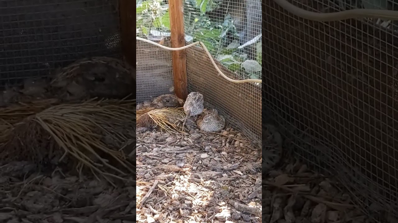 Broody Quail in Aviary! #urbanhomestead #quailcon #quail #coturnix #broody #broodyquail