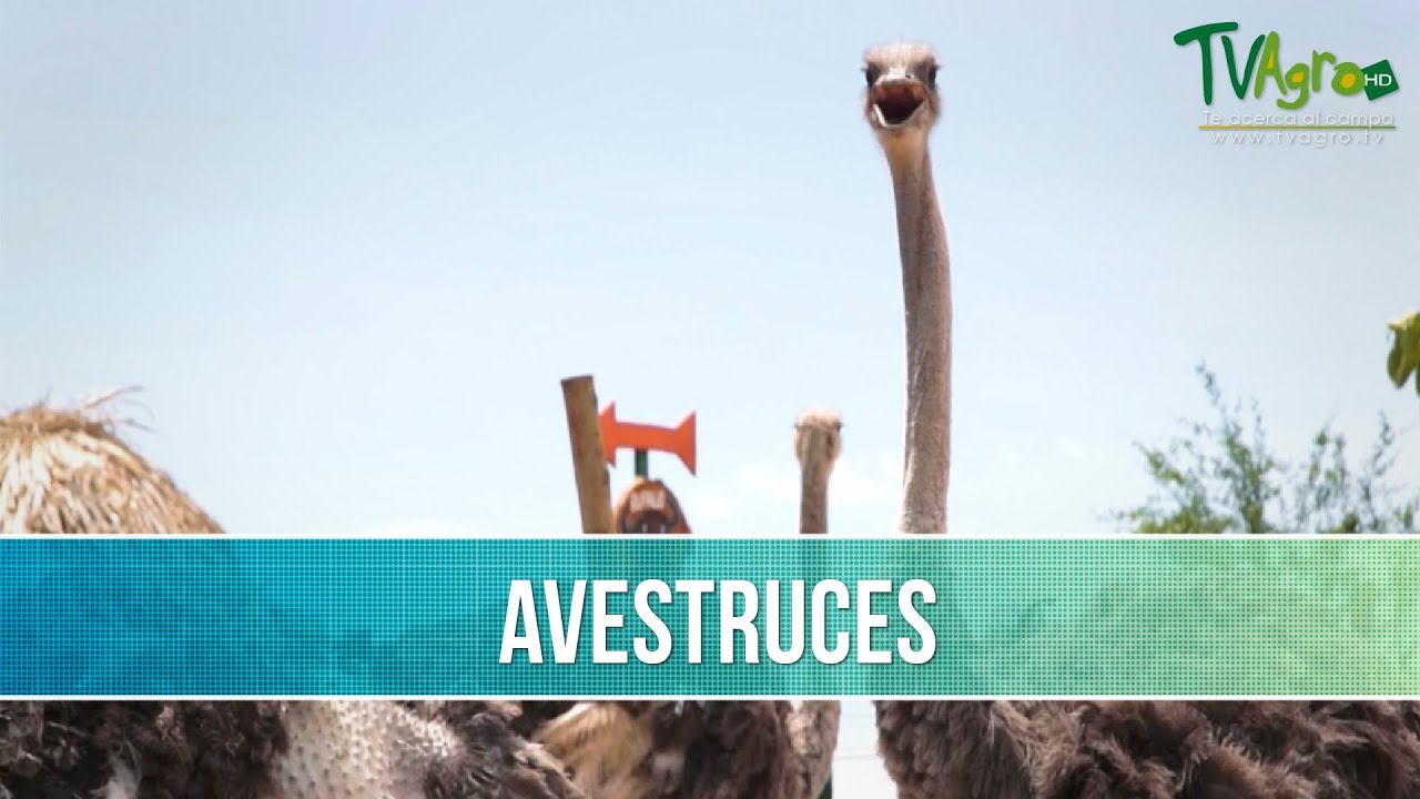 Caracteristicas de las Avestruces - TvAgro por Juan Gonzalo Angel