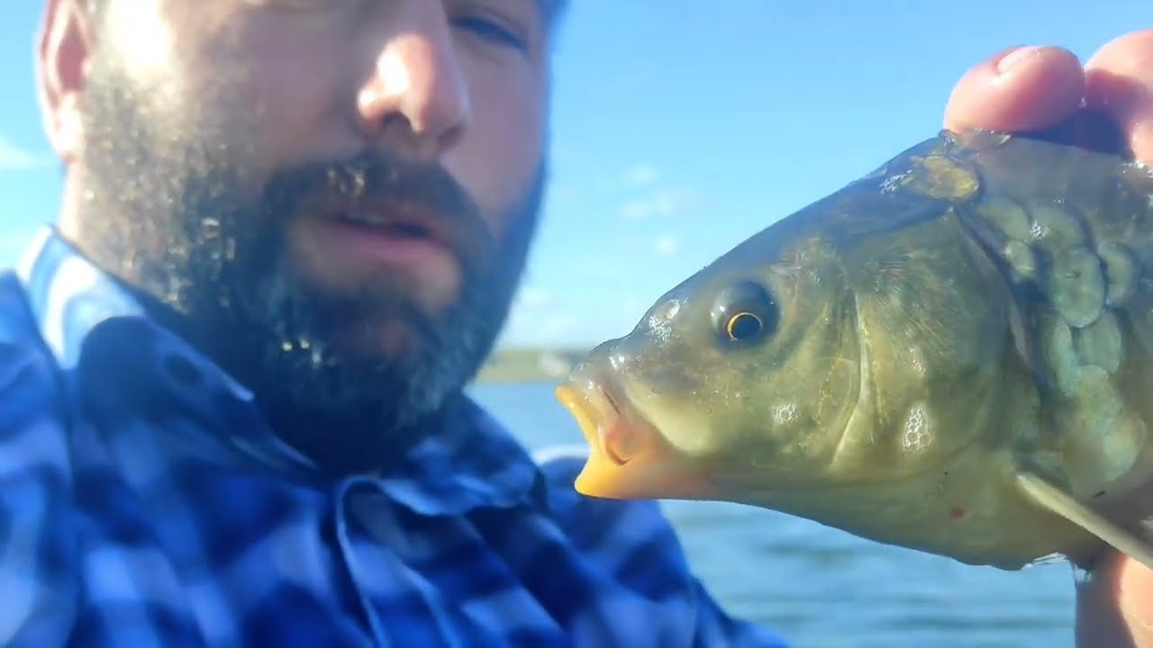 Zarybianie 🐟💦 2024 PZW Rzesz&oacute;w - karp kr&oacute;lewski kroczek na obw&oacute;d nr 9 💥🐟💦 170 kg #SpławikowaZmowa 💥