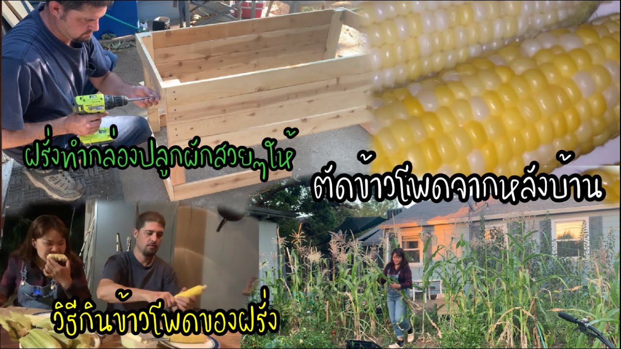 EP.65 ฝรั่งทำกล่องปลูกผักสวยๆให้ภรรยาอีสาน
