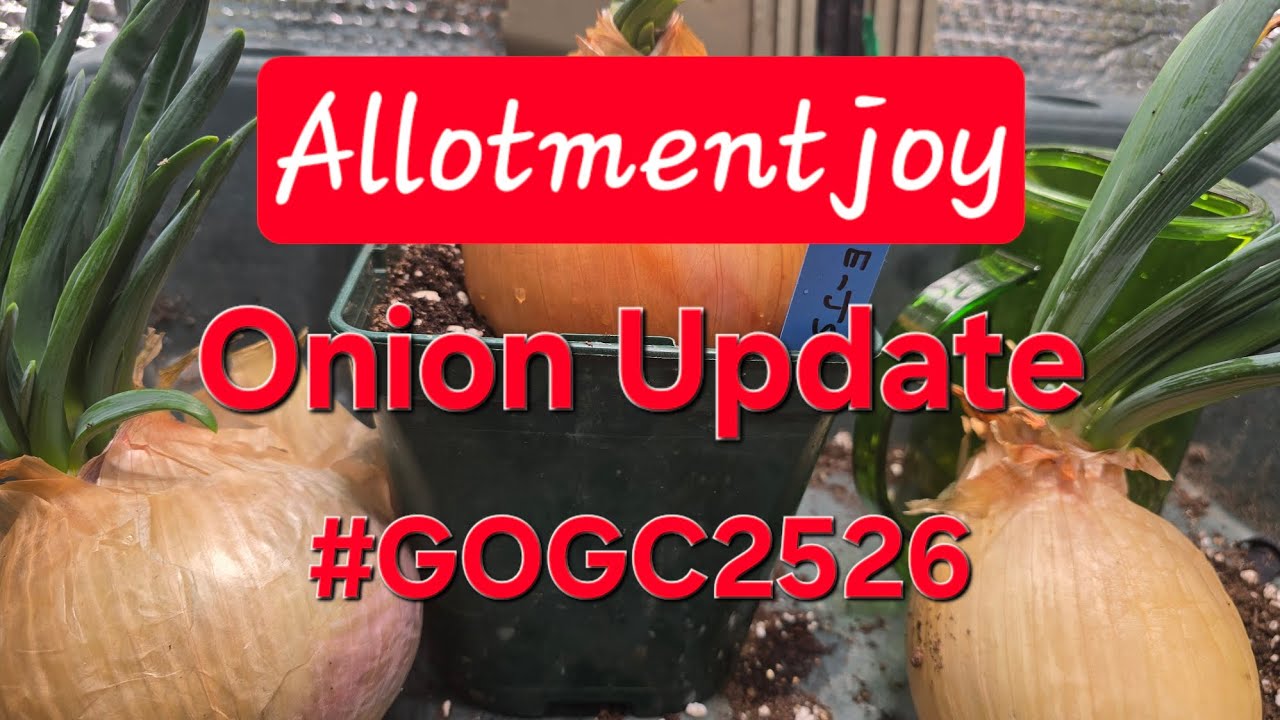 Обновление информации о конкурсе гигантских луковиц 2026 года #gogc2526