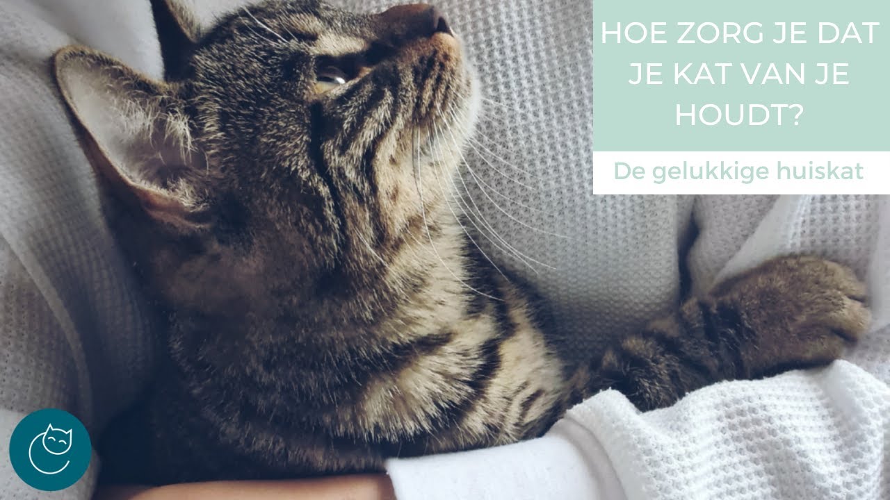 HOE ZORG IK DAT MIJN KAT VAN ME HOUDT? - De gelukkige huiskat | Kattengedrag