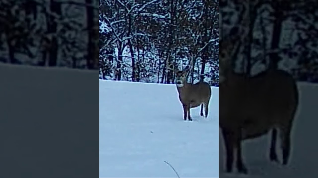 Awesome buck footage from the Tactacam Reveal!  #tactacam