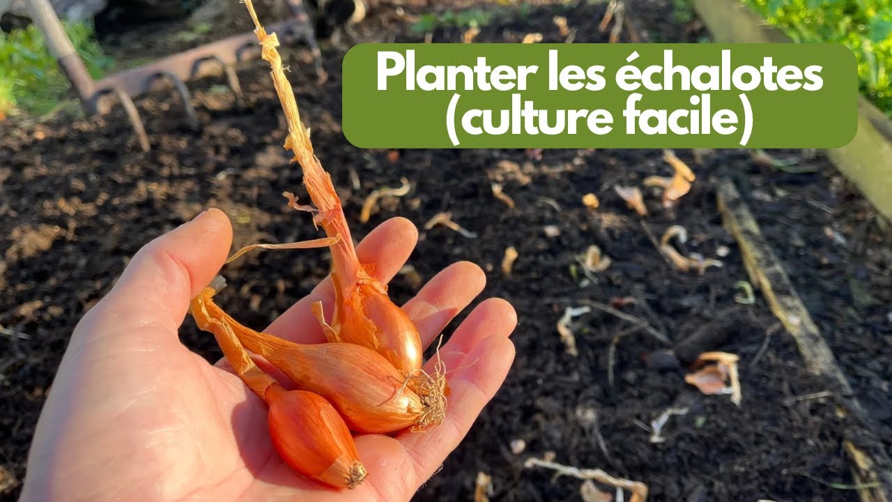 Plantation des échalotes, facile et très bon rendements