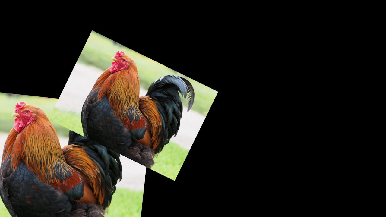 A gaym of chicken
