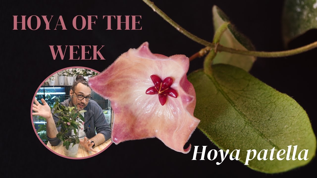 Прекратите все, что делаете, и займитесь Hoya patella | Hoya недели