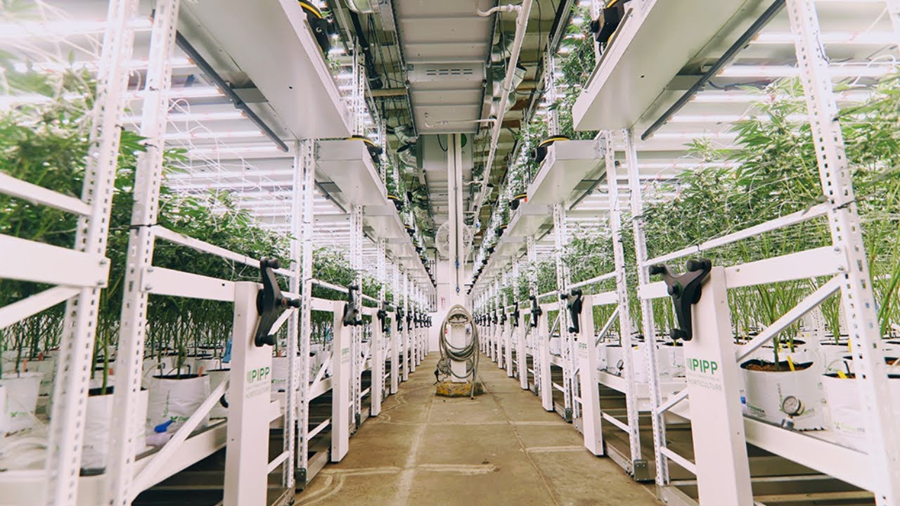 How Oakfruitland Elevated Their Cultivation With Vertical Farming
