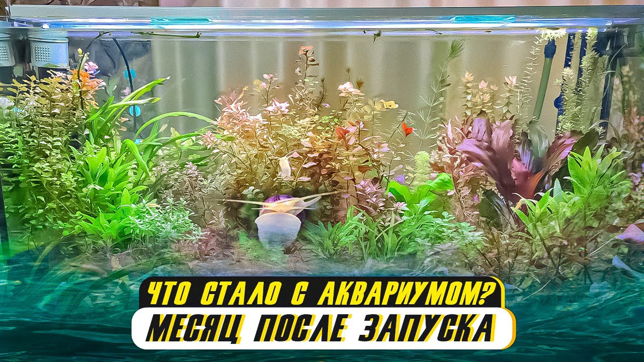 Аквариум на 500 литров - месяц после запуска. Я такого не ожидал!
