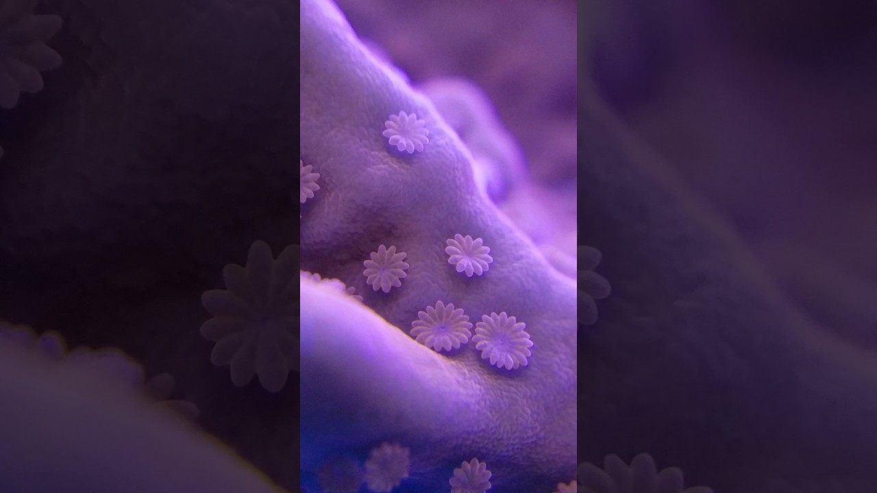 Montipora Setosa Macro