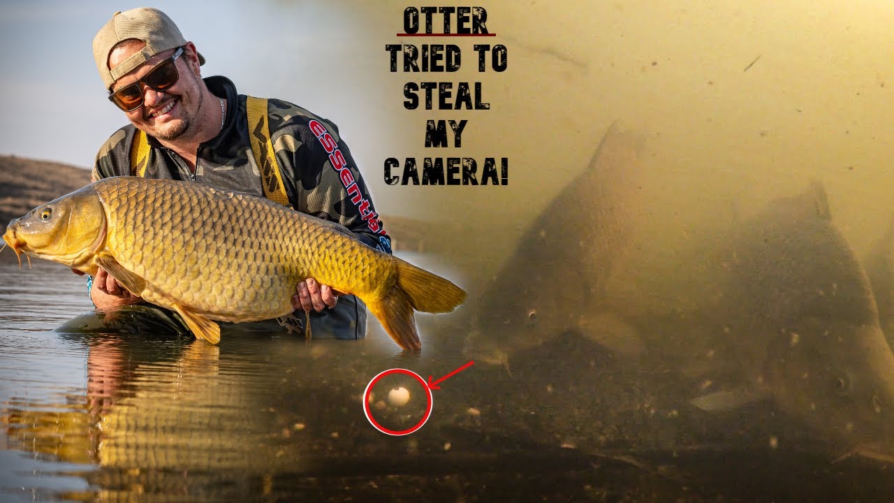Carp fishing underwater - Otter tries to steal camera