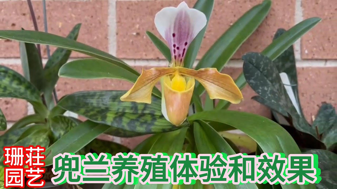 4月7日 兜兰养殖体验和效果