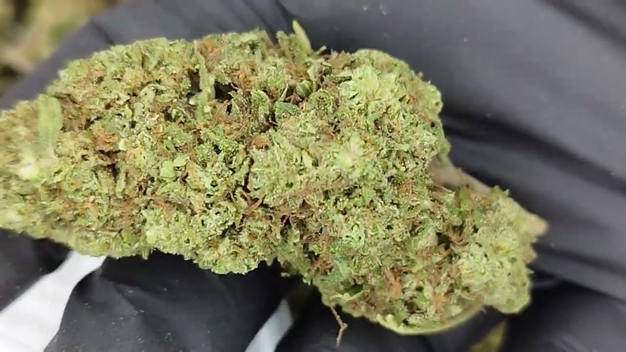Amnesia OG - Fleur CBD - Cannabis L&eacute;gal - Kanamast&eacute;
