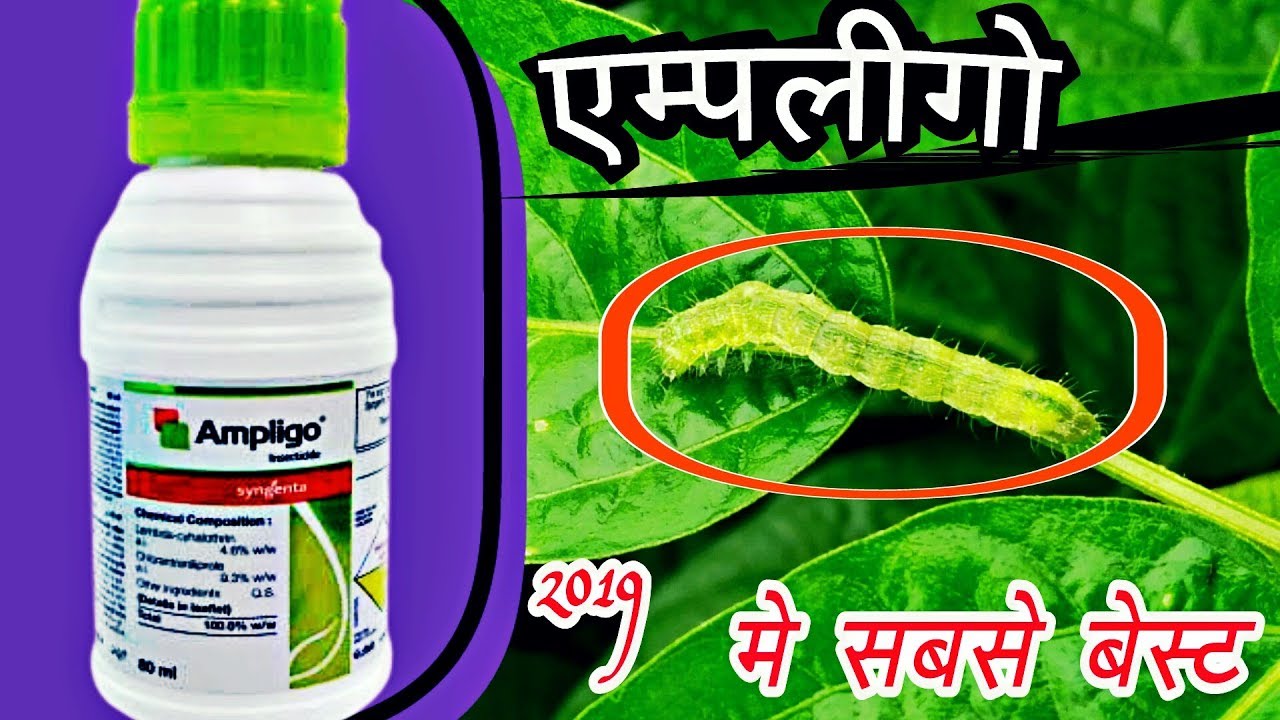 Ampligo | Syngenta ampligo | insecticide