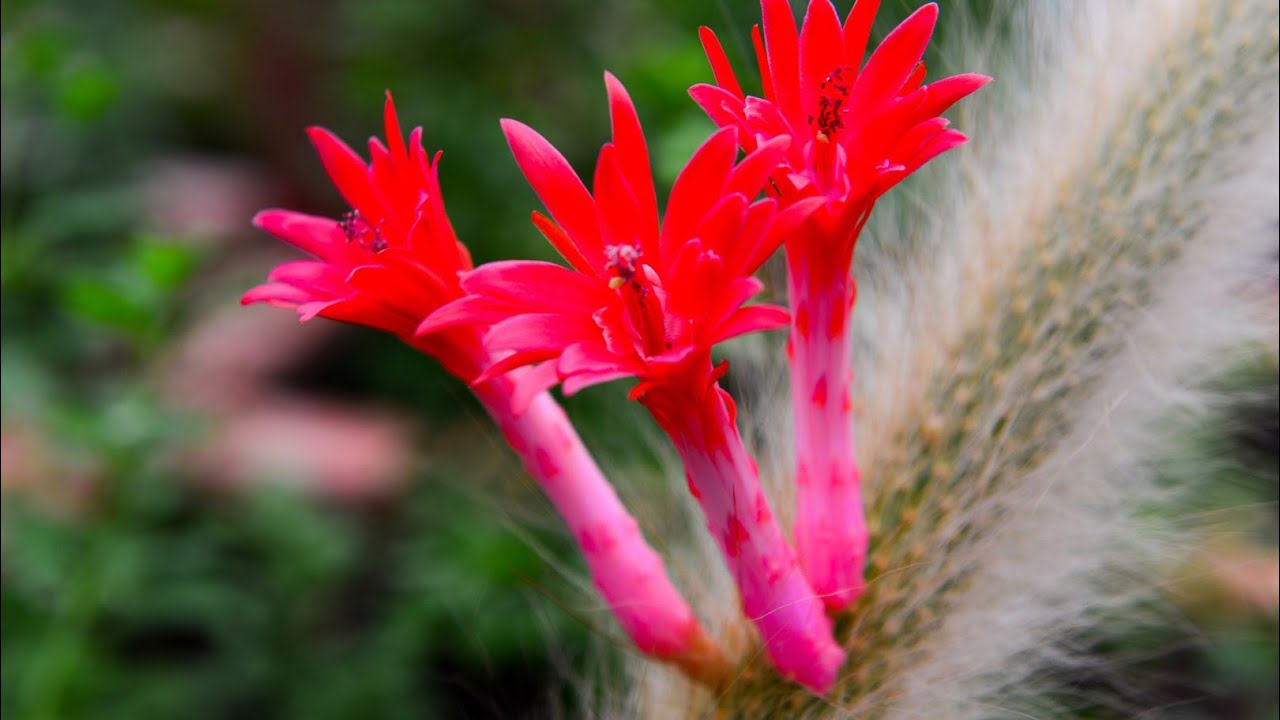 猴尾柱的嫁接/Hildewintera colademononis Grafting