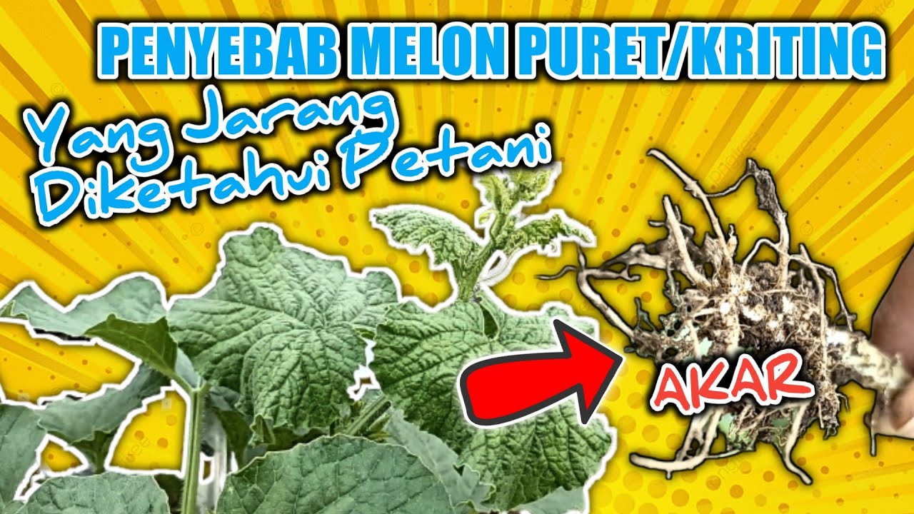 Akar Gada | Penyebab Melon Puret/Keriting yang jarang diketahui Petani | Ini Solusinya..!! 🍈