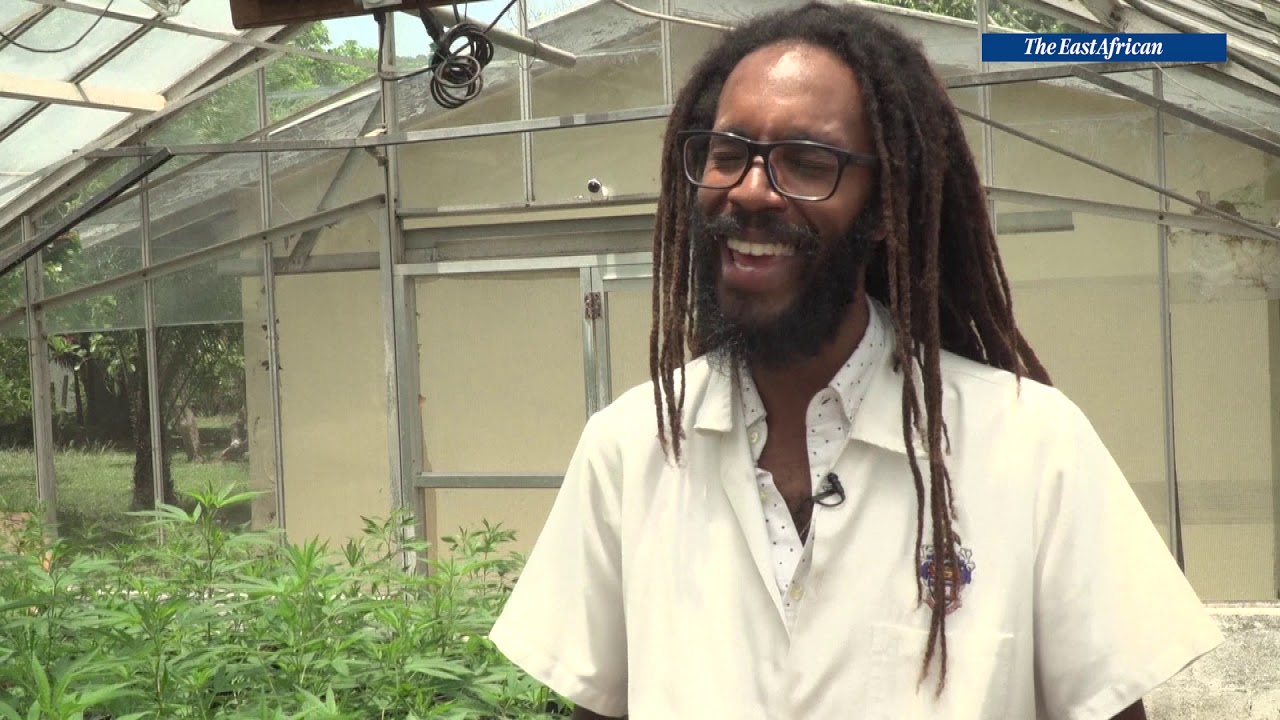 The original bhang species re-discovered in Jamaica