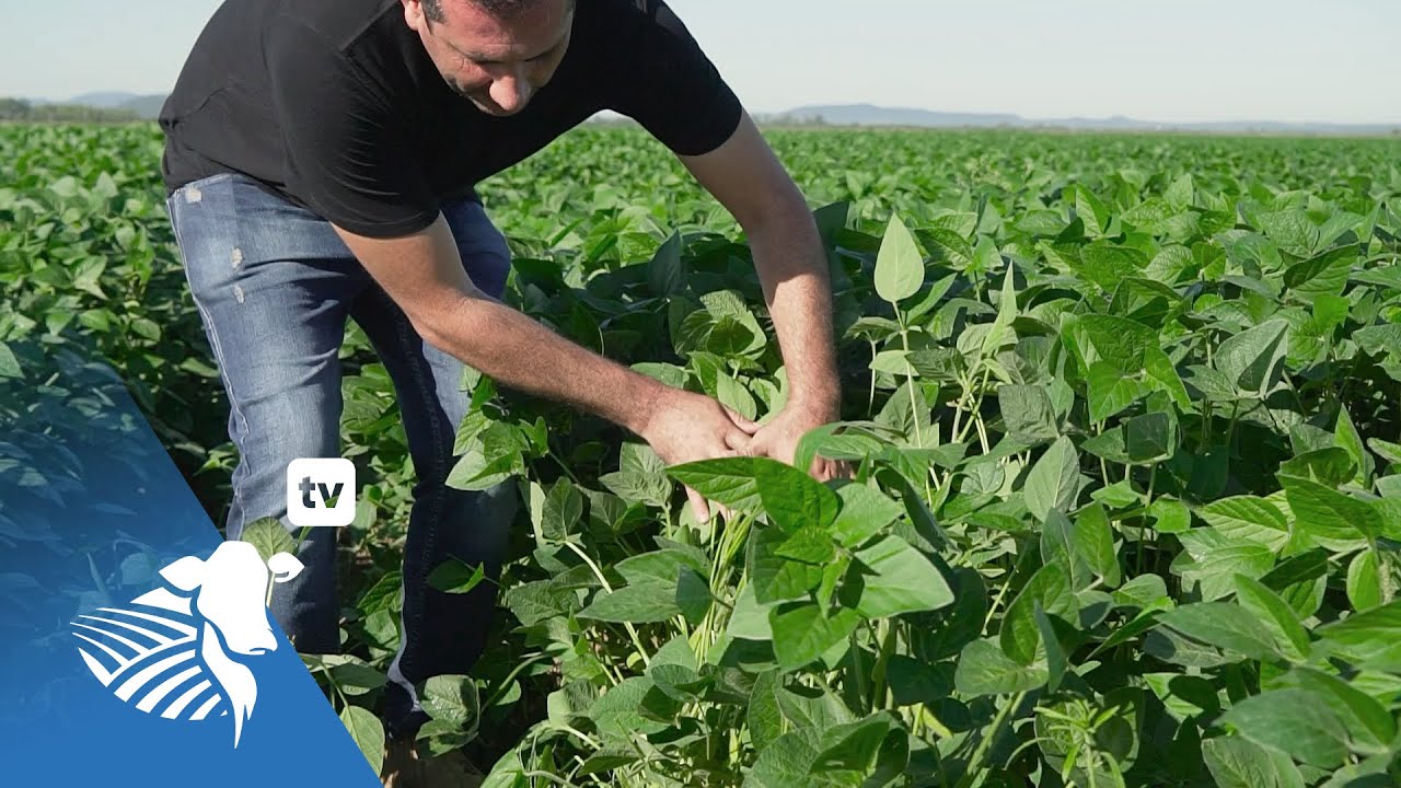 Multizafra con soja, sorgo, milleto y trigo en campos bajos | #315