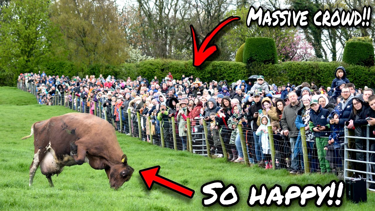 COW'S GO BALLISTIC SEEING GRASS FOR FIRST TIME IN 6 MONTHS!... BEST. DAY. EVER!!