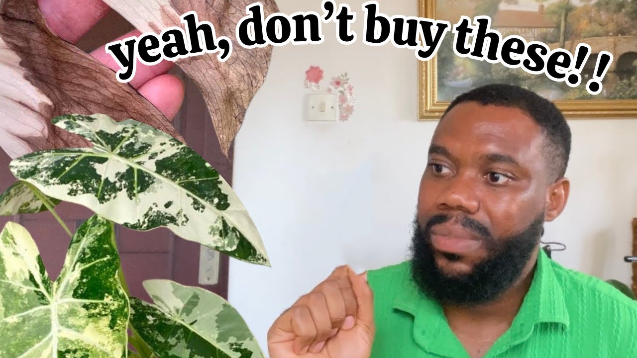 5 Variegated Houseplants I’d Avoid If I Were You!