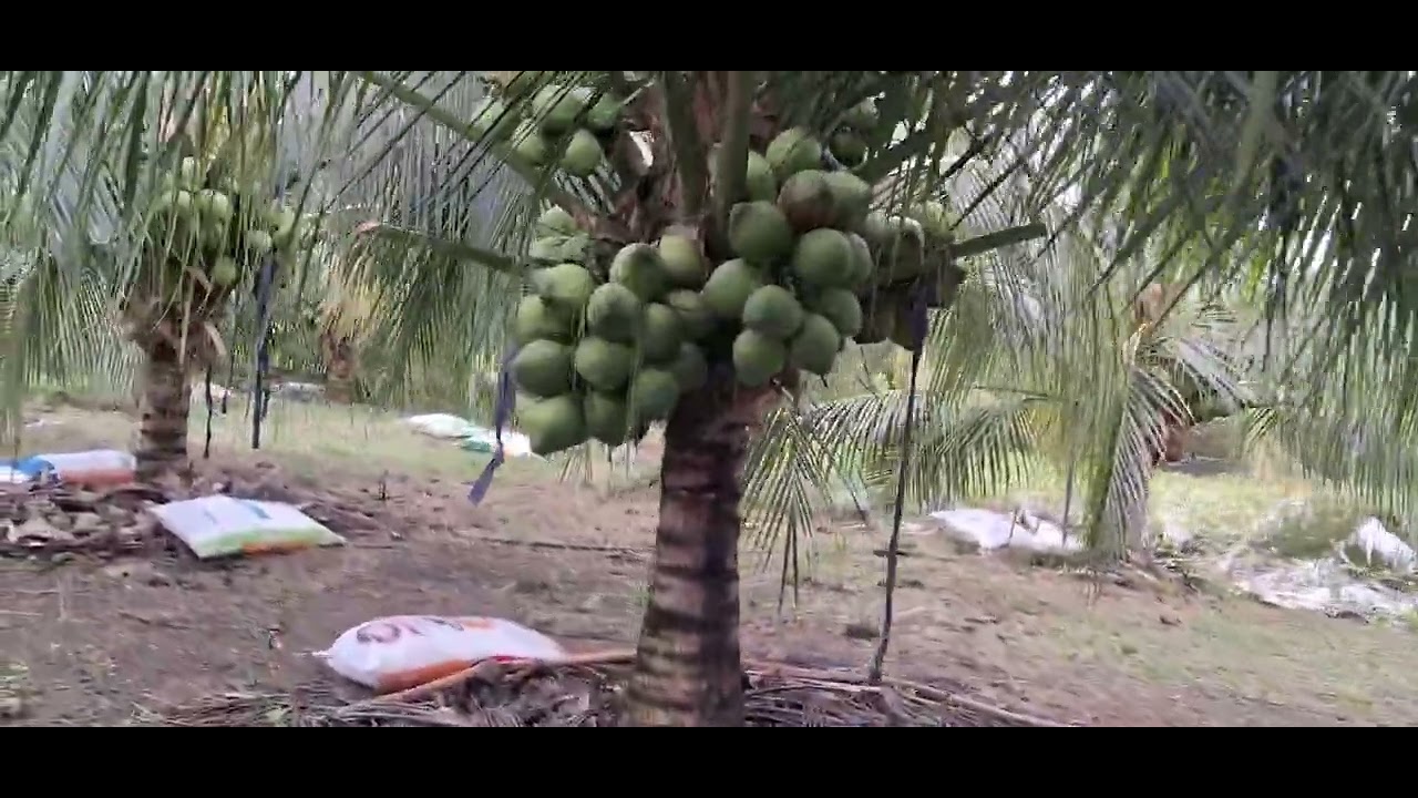 Vườn dừa xiêm 4 năm tuổi. Coconut Farm.Thanh Sơn. Định Quán