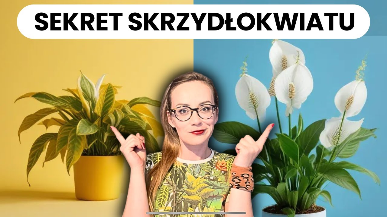 Dlaczego SKRZYDŁOKWIAT Marnieje? Jak Uratować, Zregenerować Skrzydłokwiat