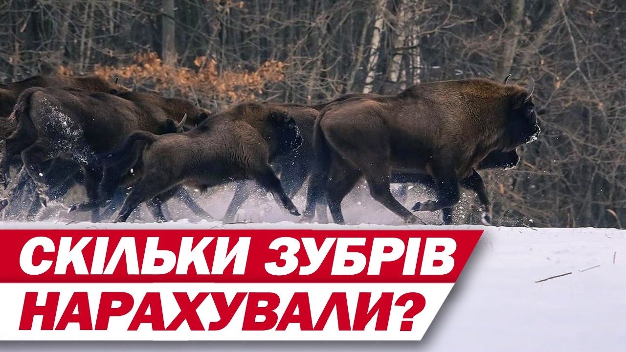 Вгадайте, скільки зубрів живе в лісах Вінниччини?!