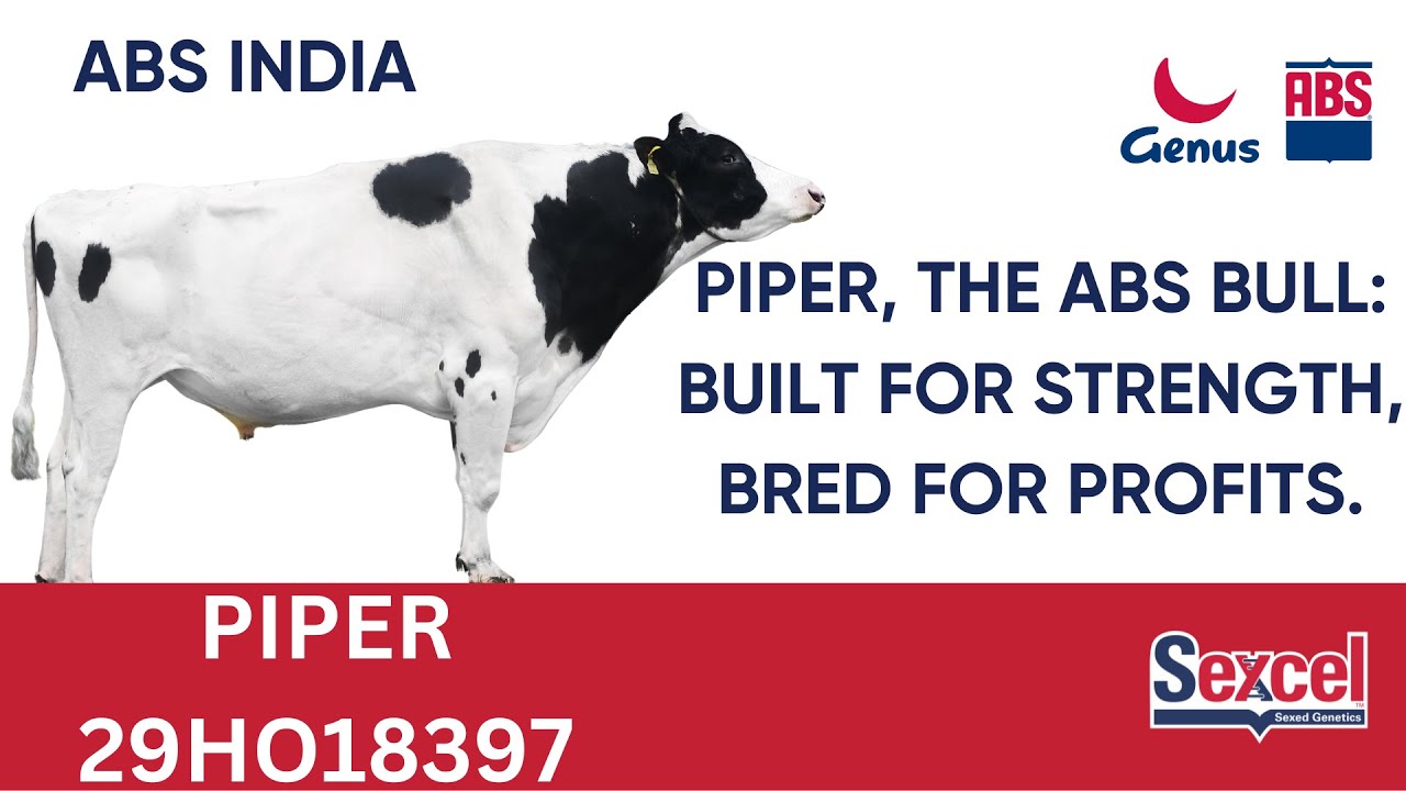 Piper : Unveiling a Champion Holstein Legacy (29HO18397)