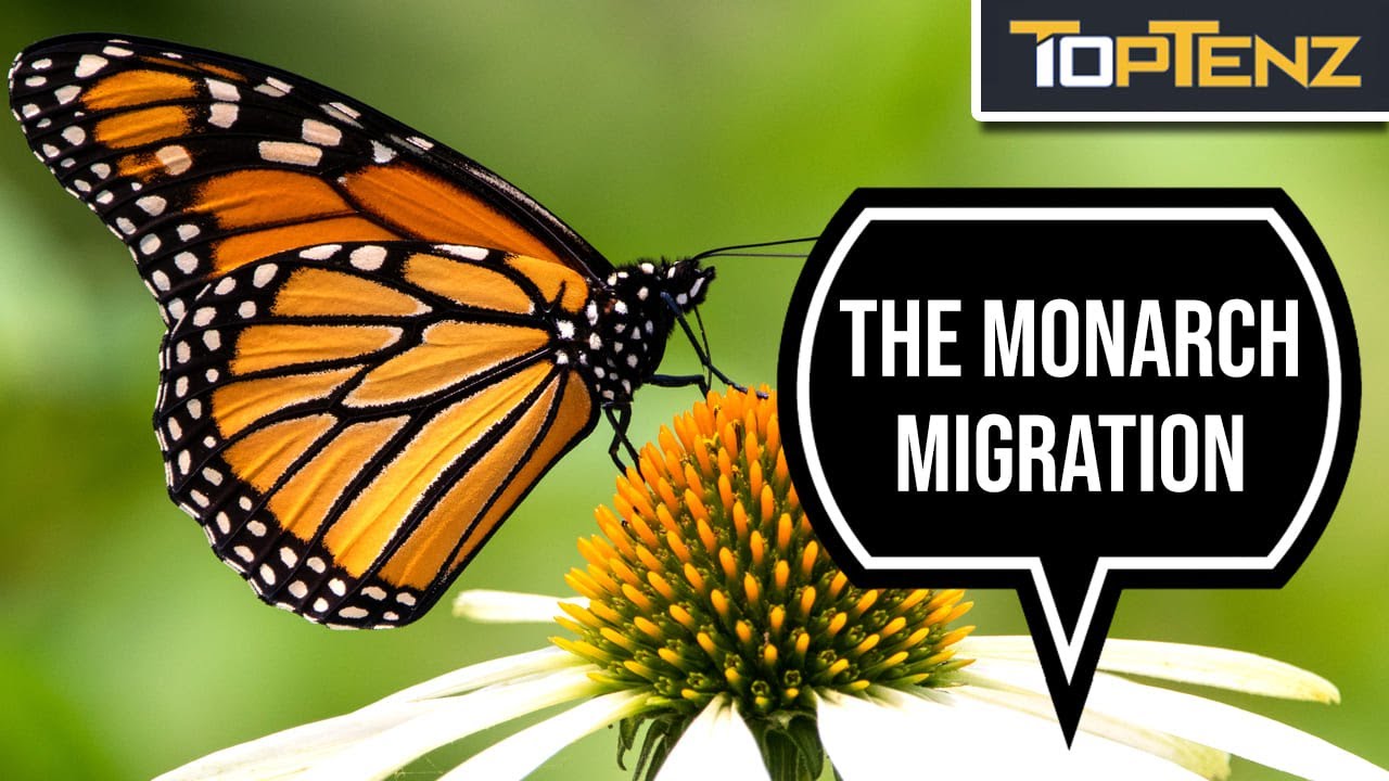 10 научных загадок, которые действительно были разгаданы.