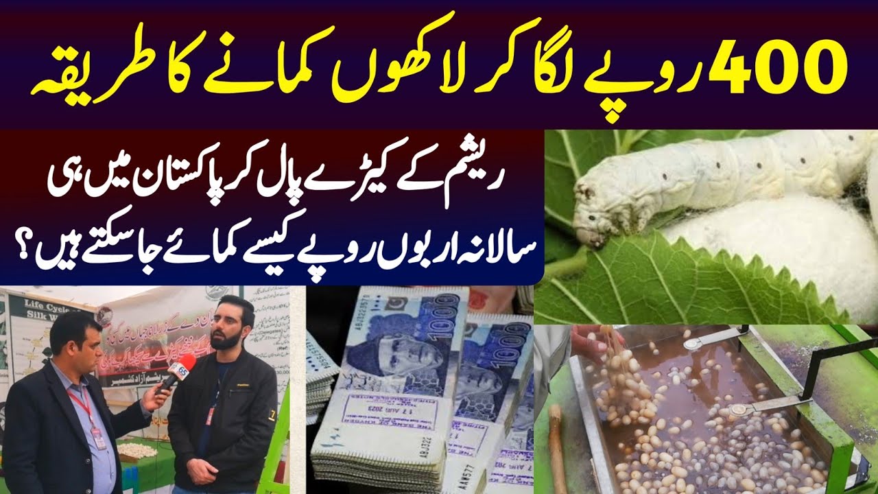 Silkworm Farming Successful in Pakistan | Resham Kaise Banta Hai | Silk Manufacturing Business