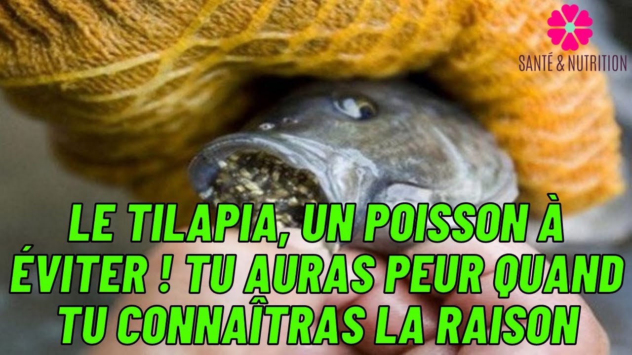 Dangereux !!! Le tilapia, un poisson à éviter ! Tu auras peur quand tu connaîtras la raison