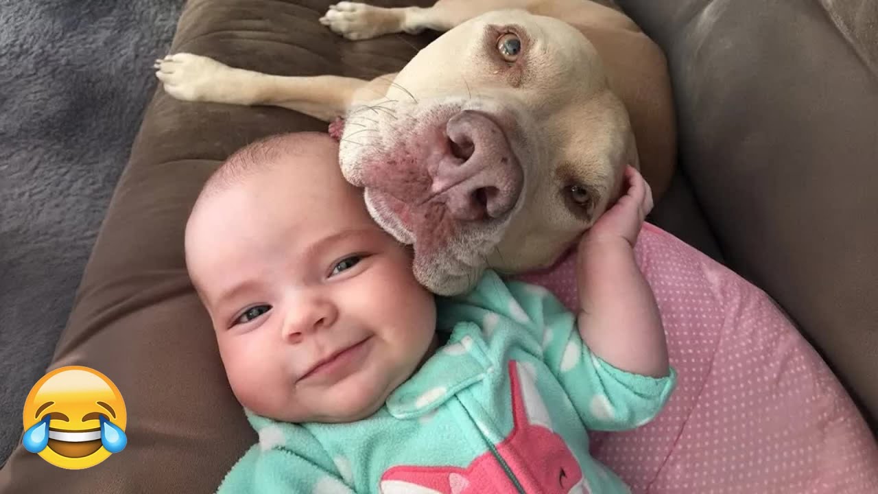 Funny and clever animal video clips 😑 A compilation of the funniest moments of dogs 😺🐶