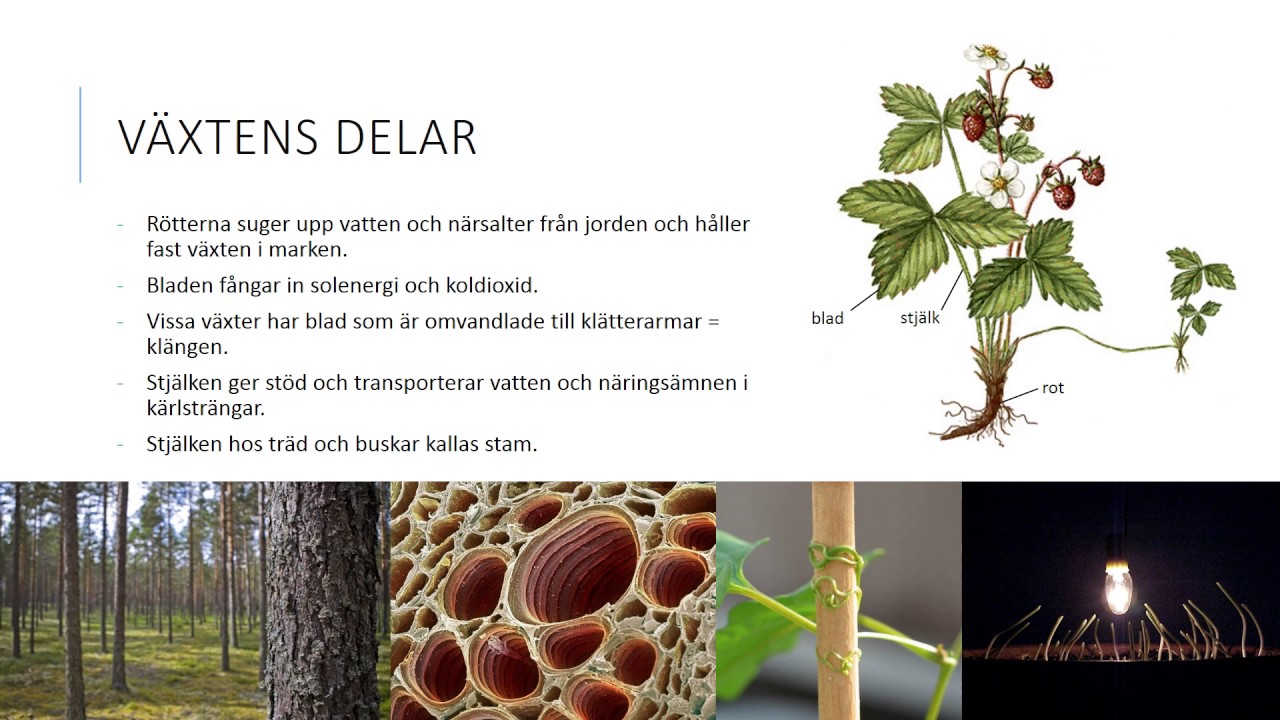 Växter