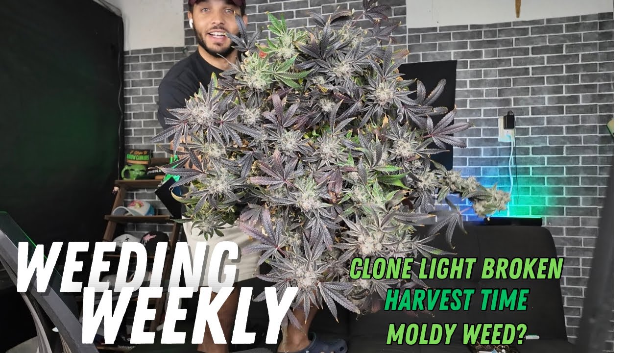 Weeding Weekly ep 7 - Clone Light Failing, Moldy Weed, Harvesting Jedi Juice