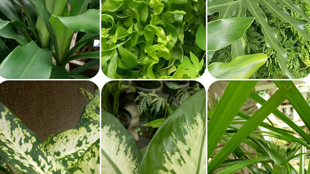 Nama-nama Daun yang biasa digunakan Merangkai Bunga