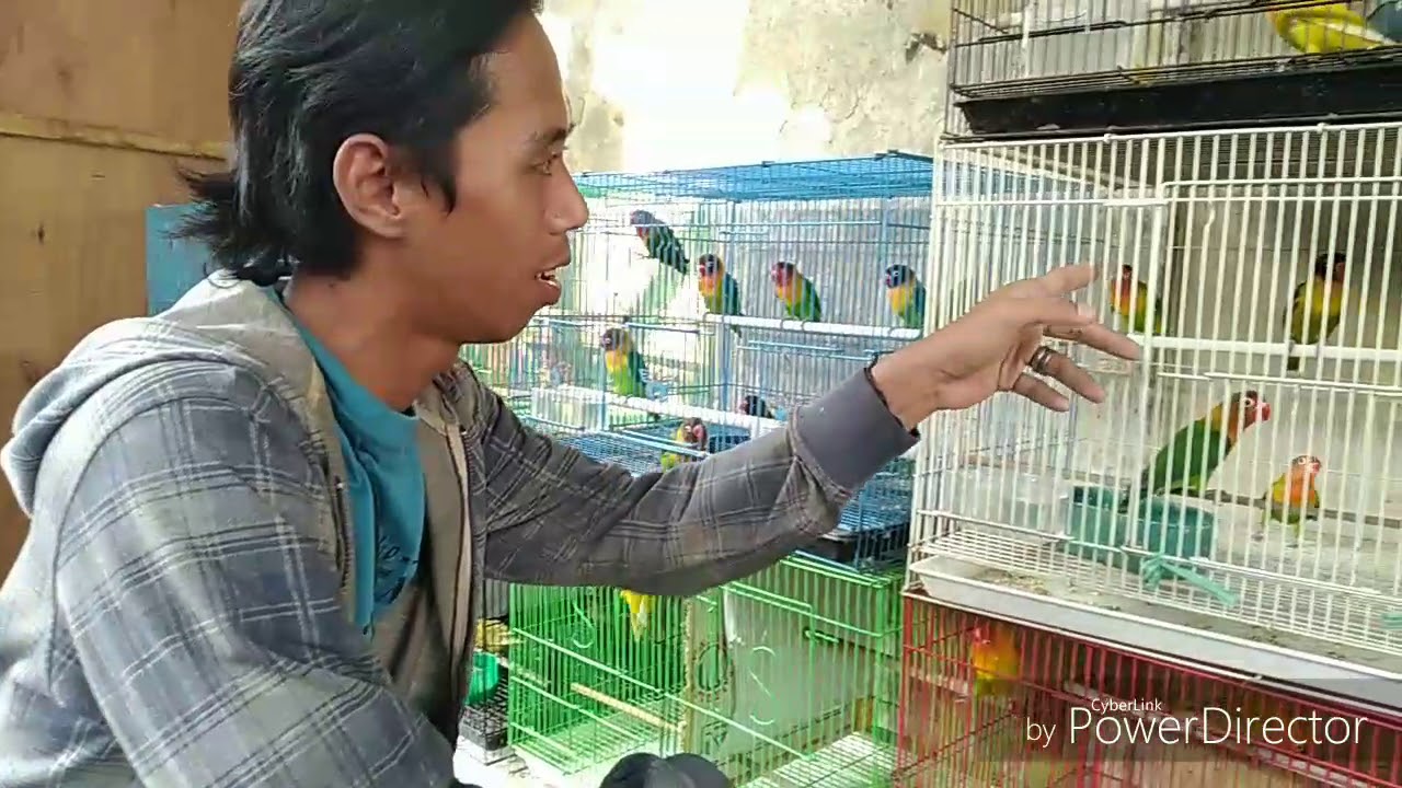 mencari lb ombyokan fighter