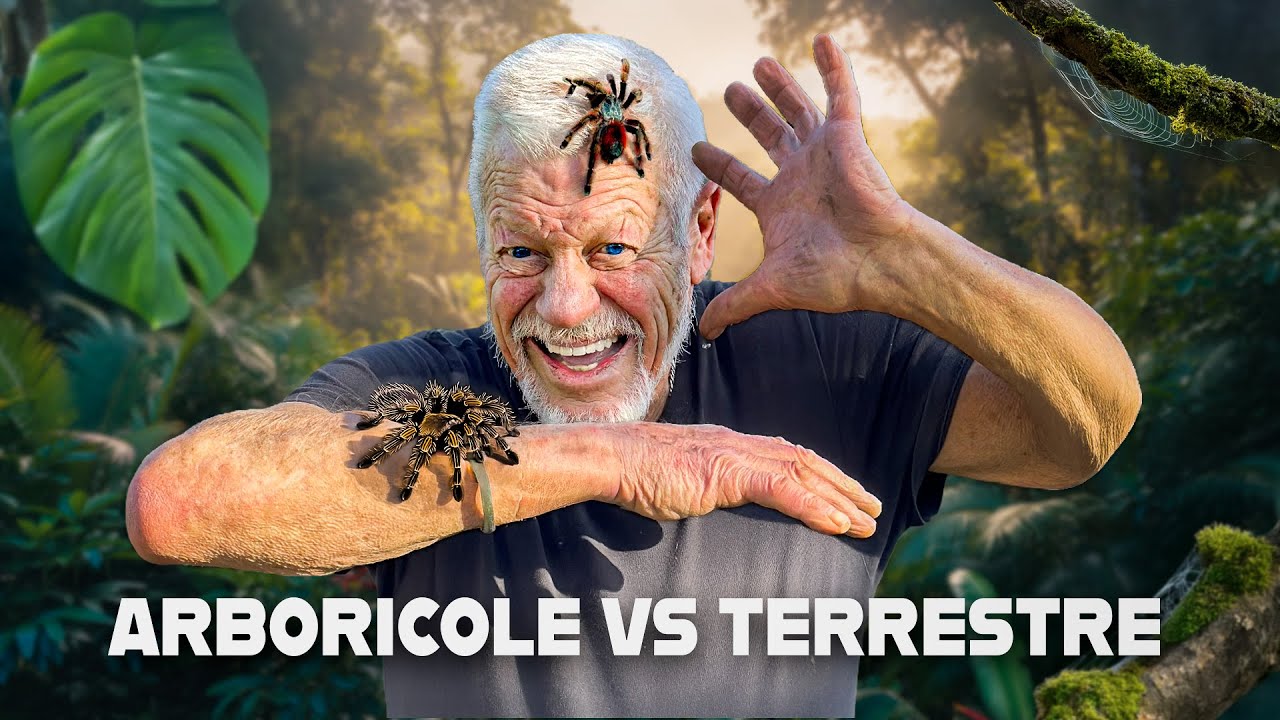 🕷️ Mygales Terrestres vs Arboricoles : Tout Savoir sur leurs Comportements et Adaptations