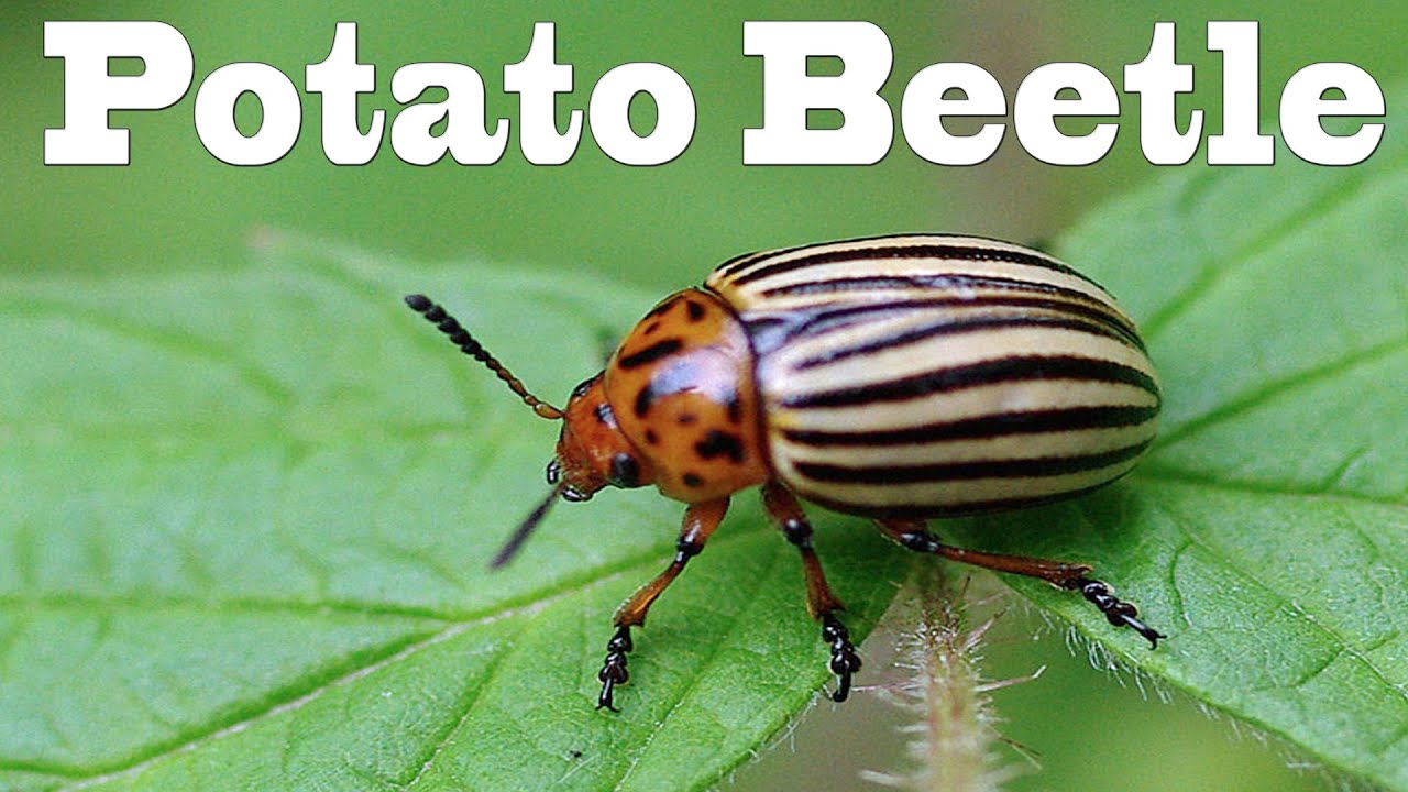 Colorado Potato Bug
