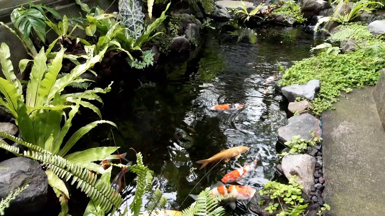 kolam koi natural !
