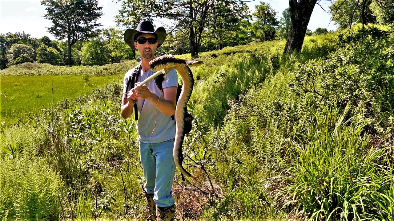 RATTLESNAKE HUNTING 2020 Opening Day - Catch and Release BIG Snakes of Pennsylvania + Cool Waterfall