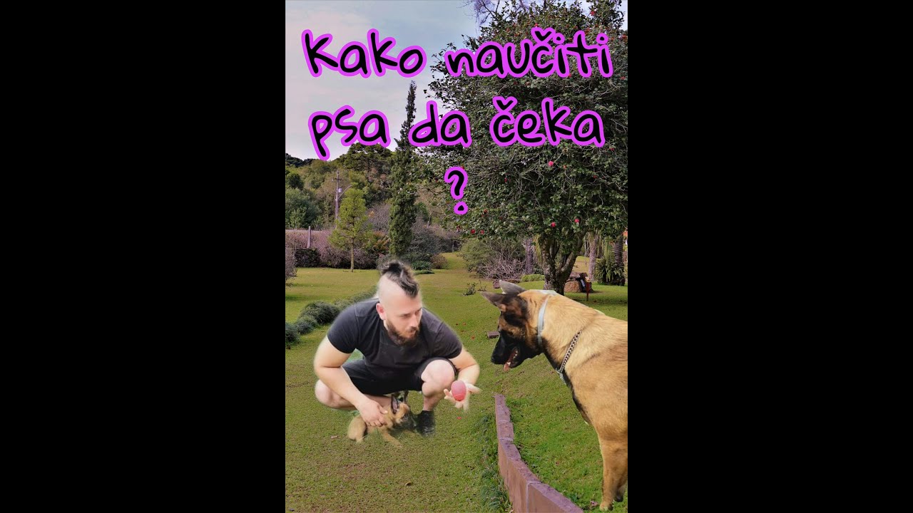 KAKO NAUČITI PSA NAREDBU  * * ČEKAJ * *