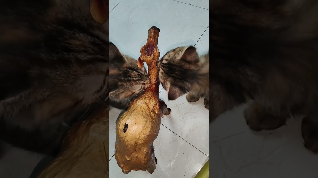 Real life cat fight with a Camel statue! 🐾✨ 