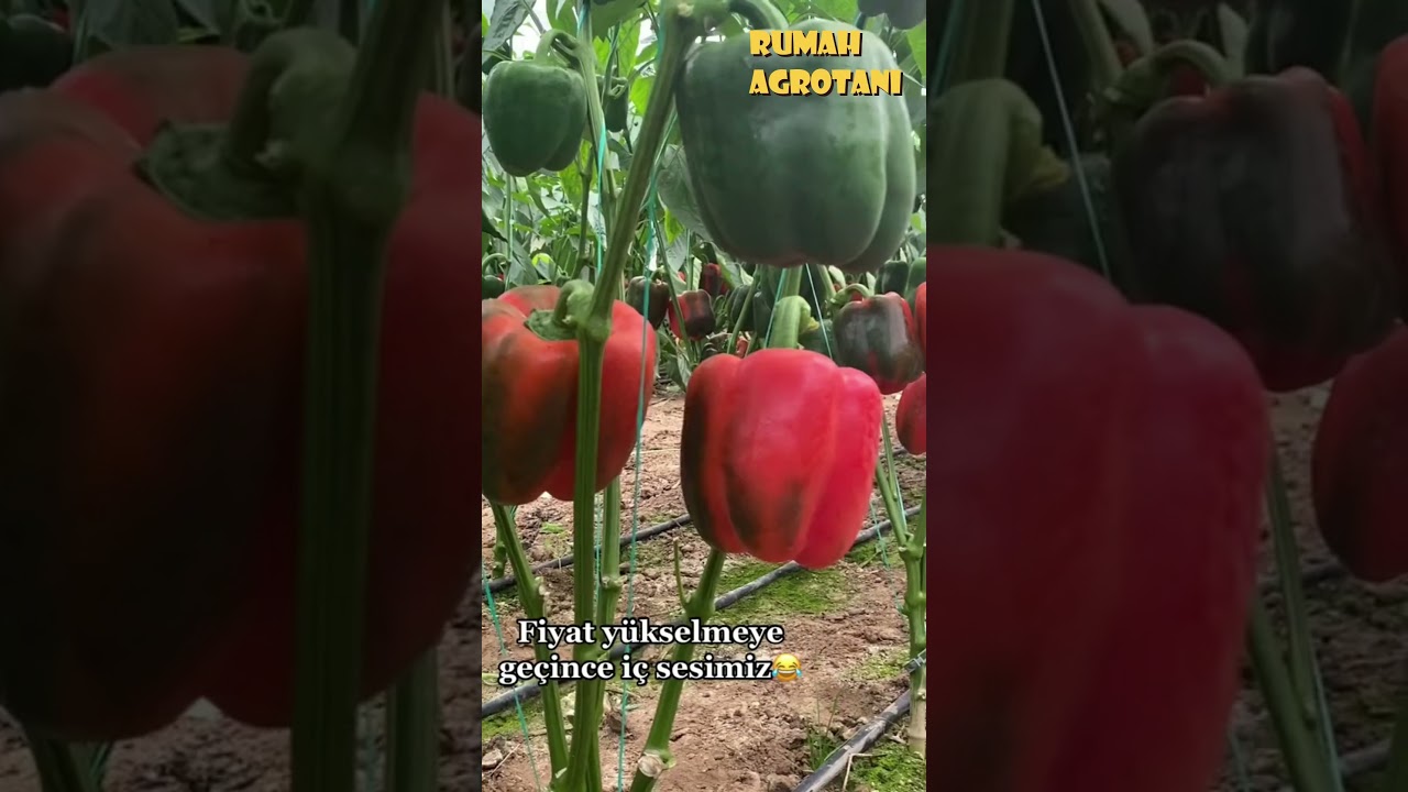 Begini Paprika  Berbuah Sampai Panen