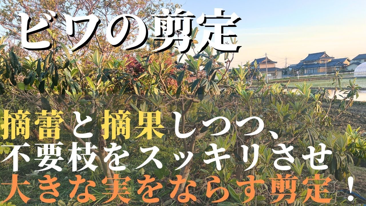 【枇杷の剪定 #2】摘蕾と摘果しつつ、不要枝をスッキリさせ大きな実をならす剪定！