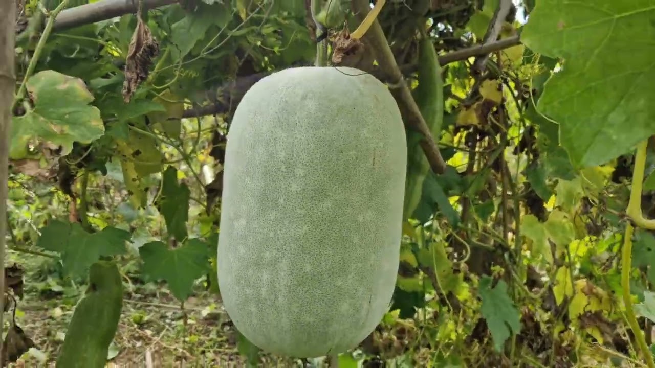 ফ্রান্সের খামার এবং গ্রামের পথ