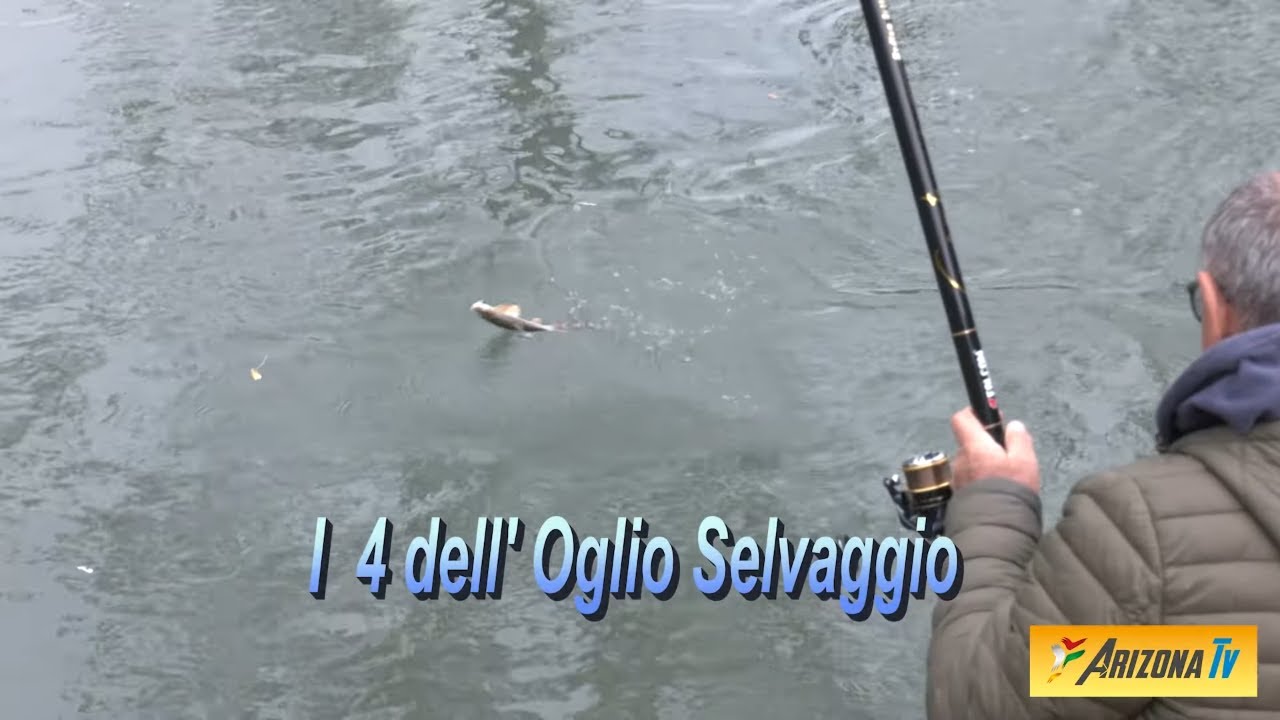 MONDO PESCA - I 4 DELL' OGLIO SELVAGGIO - PESCA AI CAVEDANI ED AI  BARBI - FIUME OGLIO @Arizona Tv